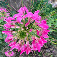 Cleome 