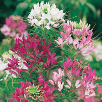 Cleome 