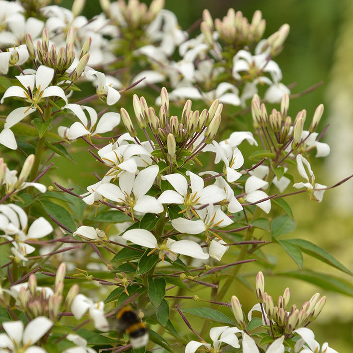 Cleome " Blanca " Exotic 30 Flower Seeds