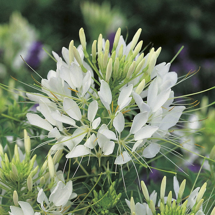 Cleome " Helen Campbell " Exotic 30 Flower Seeds