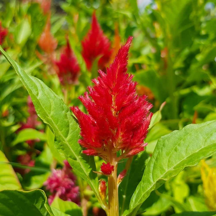 Celosia " Red " Exotic 100 Flower Seeds