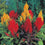 Celosia " Eternal Flames " Exotic 100 Flower Seeds