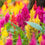 Celosia " Liliput Mixed " Exotic 100 Flower Seeds