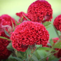 Celosia 