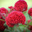 Celosia " Dwarf Red " Exotic 100 Flower Seeds