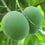 Mango - Moovandan Mango Exotic Fruit Plant