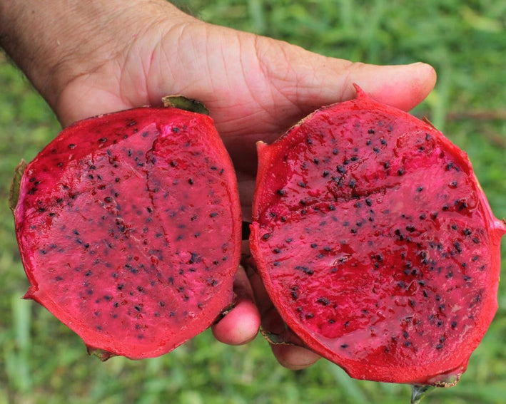 Red Flesh Dragonfruit Plant