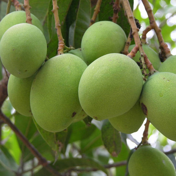 Mango - Neelam Mango Exotic Fruit Plant