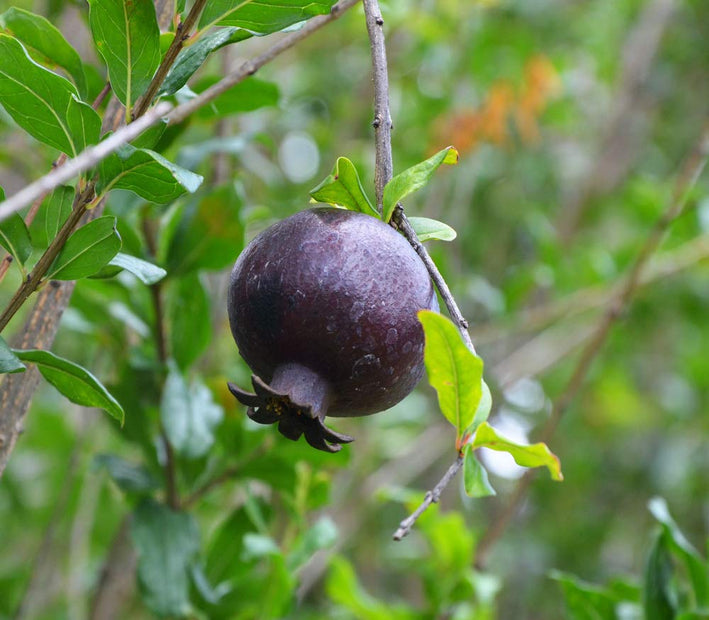 Pomegranate " Black Beauty  " Exotic 20 Fruit Seeds