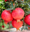 Pomegranate " Israel Rimon  " Exotic 20 Fruit Seeds