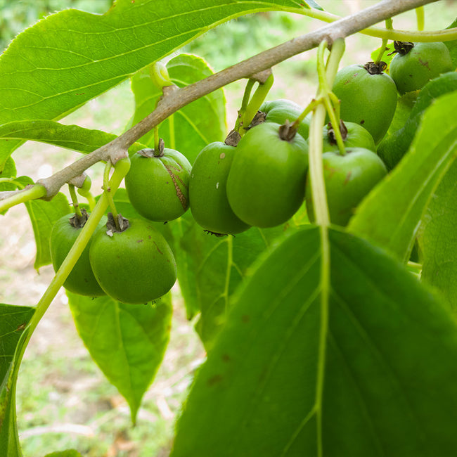 Kiwi " Anna  " Exotic 50 Fruit Seeds