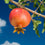 Pomegranate " Wonderful  " Exotic 20 Fruit Seeds