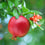 Pomegranate " Texas Pink  " Exotic 20 Fruit Seeds