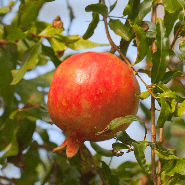 Pomegranate " Red Silk  " Exotic 20 Fruit Seeds