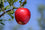 Apple " Red Rubens  " Exotic 10 Fruit Seeds