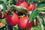 Apple " RubyMac  " Exotic 10 Fruit Seeds