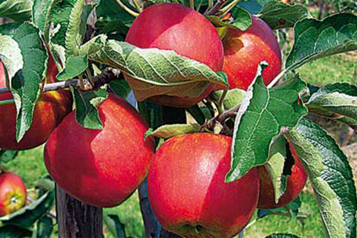 Apple " RubyMac  " Exotic 10 Fruit Seeds