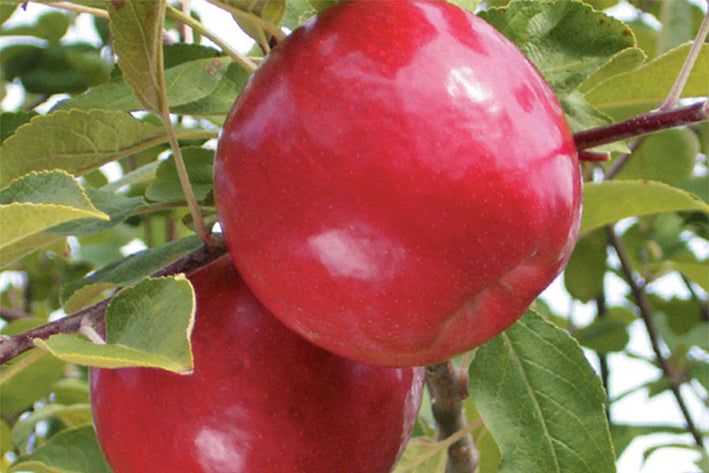 Apple " Royal Court  " Exotic 10 Fruit Seeds