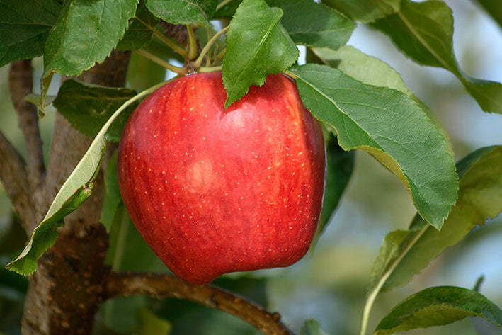 Apple " Gale Gala  " Exotic 10 Fruit Seeds