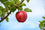 Apple " Red Cameo  " Exotic 10 Fruit Seeds