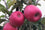 Apple " Pink Lady  " Exotic 10 Fruit Seeds