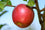 Apple " Red Fuji  " Exotic 10 Fruit Seeds