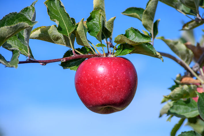 Apple " Snapp  " Exotic 10 Fruit Seeds