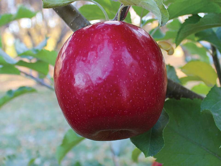 Apple " Lady in Red  " Exotic 10 Fruit Seeds