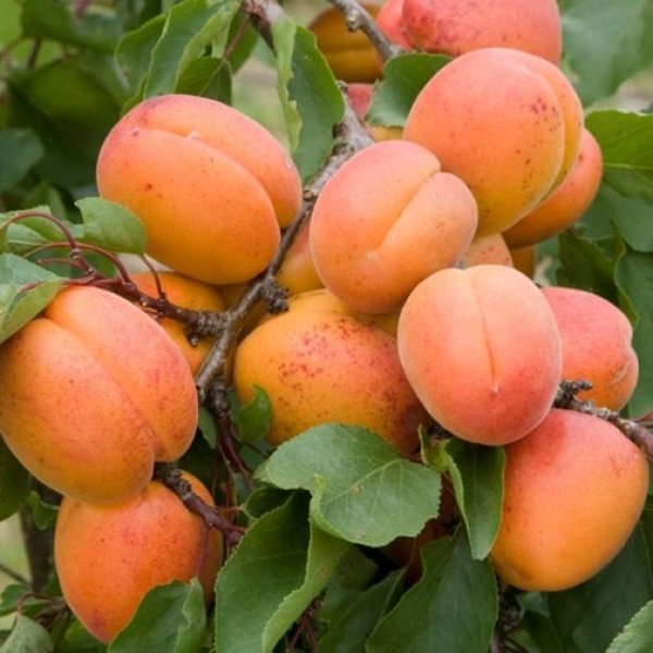 Apricot " Tomcot  " Exotic 5 Fruit Seeds