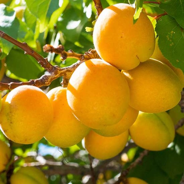 Apricot " Golden Glow  " Exotic 5 Fruit Seeds