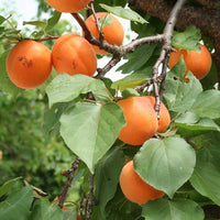 Apricot 