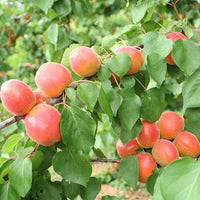 Apricot 