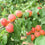 Apricot " Bergeron  " Exotic 5 Fruit Seeds