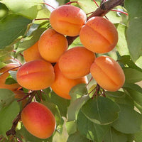 Apricot 