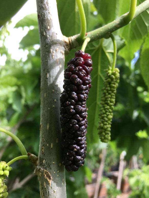 Pakistan Long Mulberry - Morus alba x rubra Fruit Plant