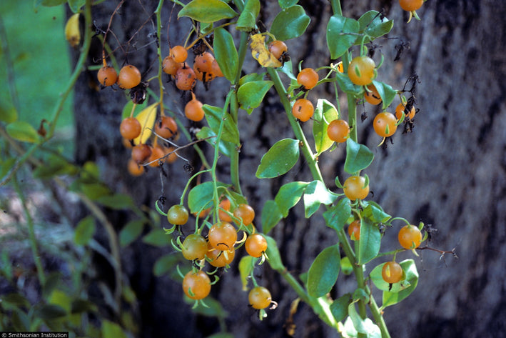 Lemon Vina - Pereskia aculeata  Fruit Plant