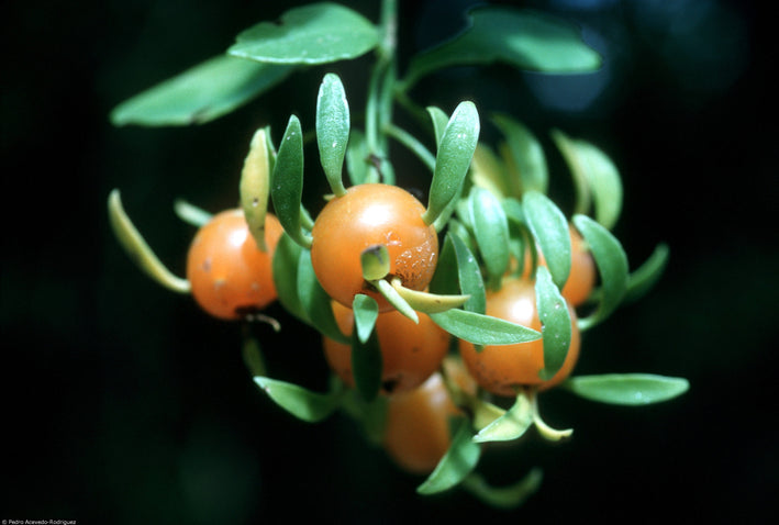 Lemon Vina - Pereskia aculeata  Fruit Plant