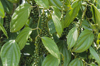 Black Pepper Plant