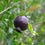 Black Pomegranate - Punica Granatum Fruit Plant