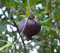 Black Pomegranate - Punica Granatum Fruit Plant