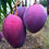 Mango - Purple Mango Exotic Fruit Plant