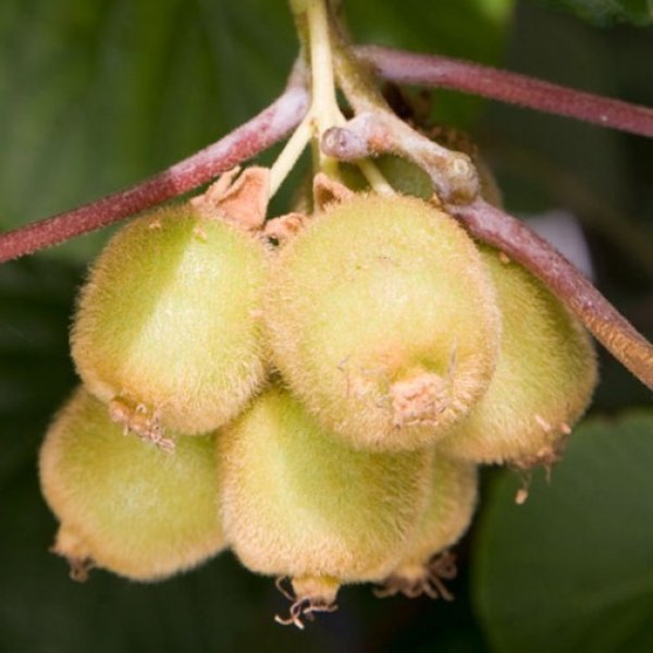 Kiwi " Jenny  " Exotic 50 Fruit Seeds