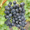 Grape " Muscat Blue  " Exotic 20 Fruit Seeds