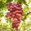 Grape " Suffolk Red  " Exotic 20 Fruit Seeds