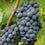 Grape " Black Hamburgh  " Exotic 20 Fruit Seeds