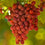 Grape " Crimson Seedless  " Exotic 20 Fruit Seeds