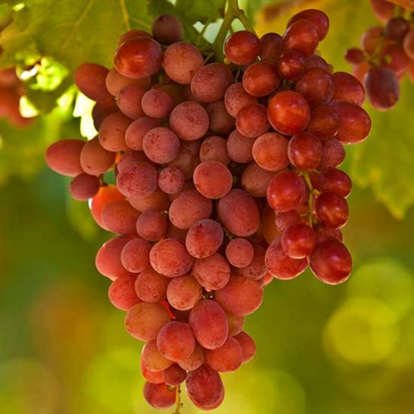 Grape " Crimson Seedless  " Exotic 20 Fruit Seeds