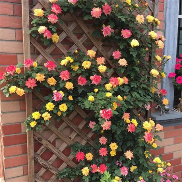 Rose " Multicolour Climber " Exotic 20 Flower Seeds