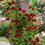 Rose " Dark Red Climber " Exotic 20 Flower Seeds