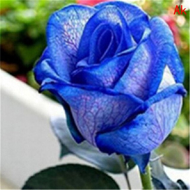 Rose " Variety : 3 " Exotic 20 Flower Seeds